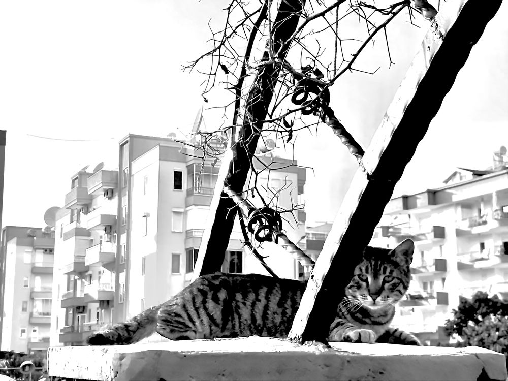 Фотография на память.