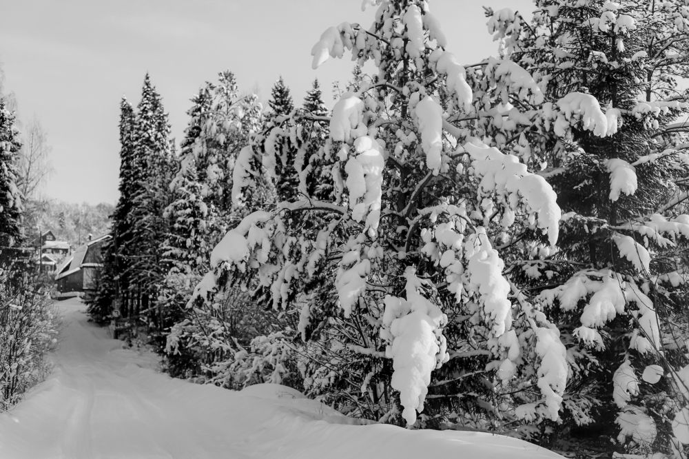 Photograph by Юлия Трап