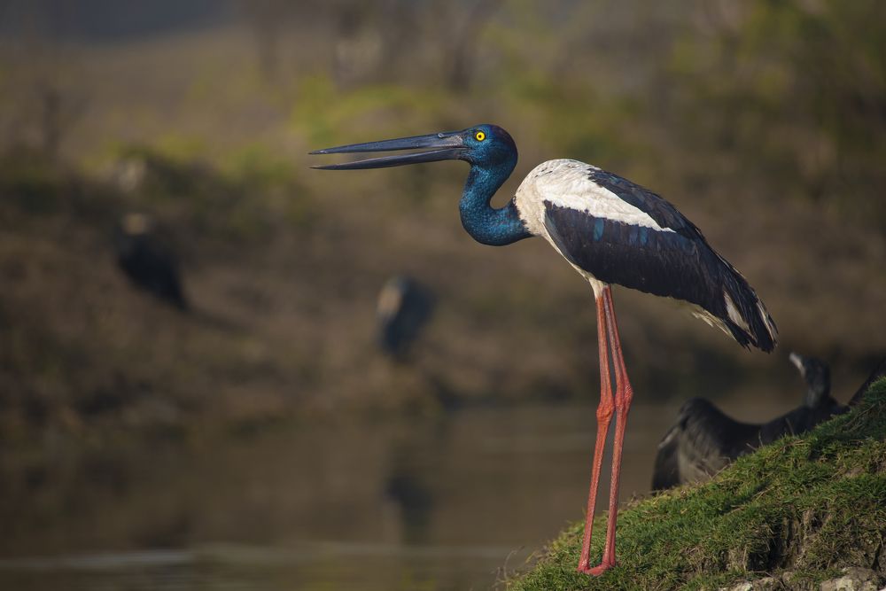 Black-necked stork