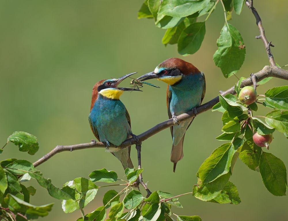 Галантный кавалер