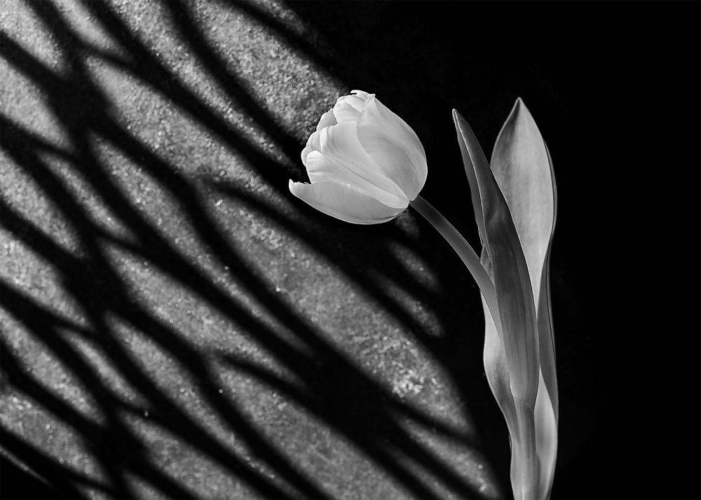 Photograph by وفاء يريمي