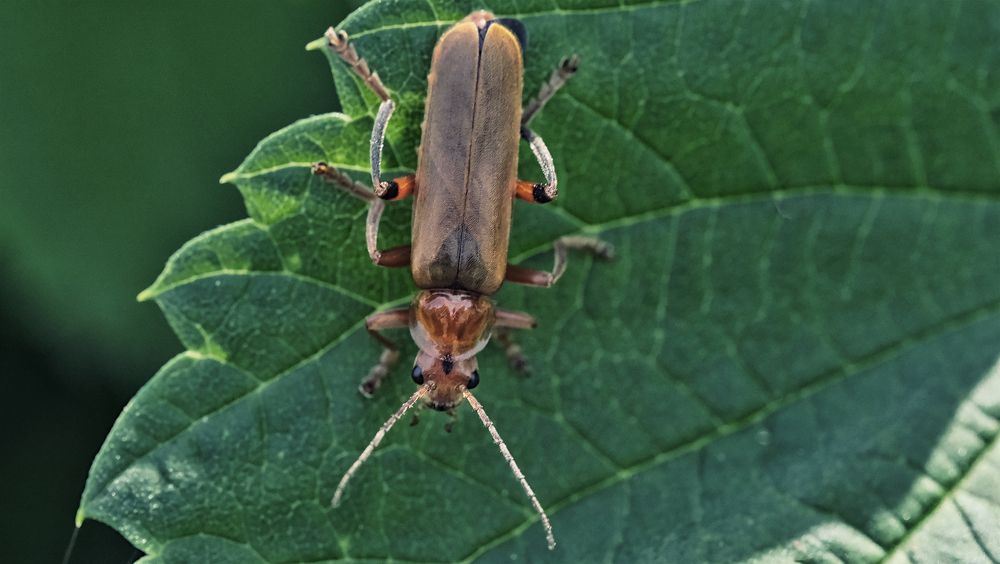 Photograph by Sergey Chelakhov