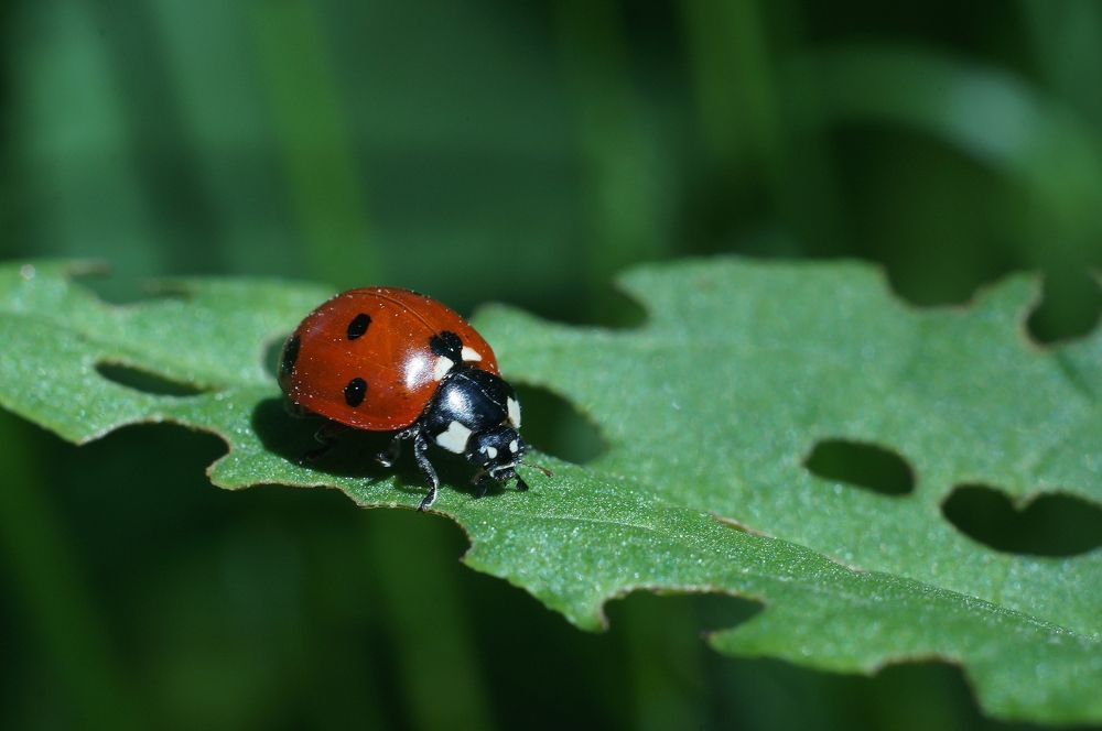 Photograph by Максим Роганов