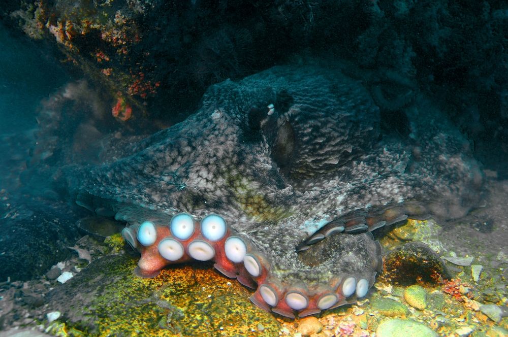 Photograph by Максим Роганов