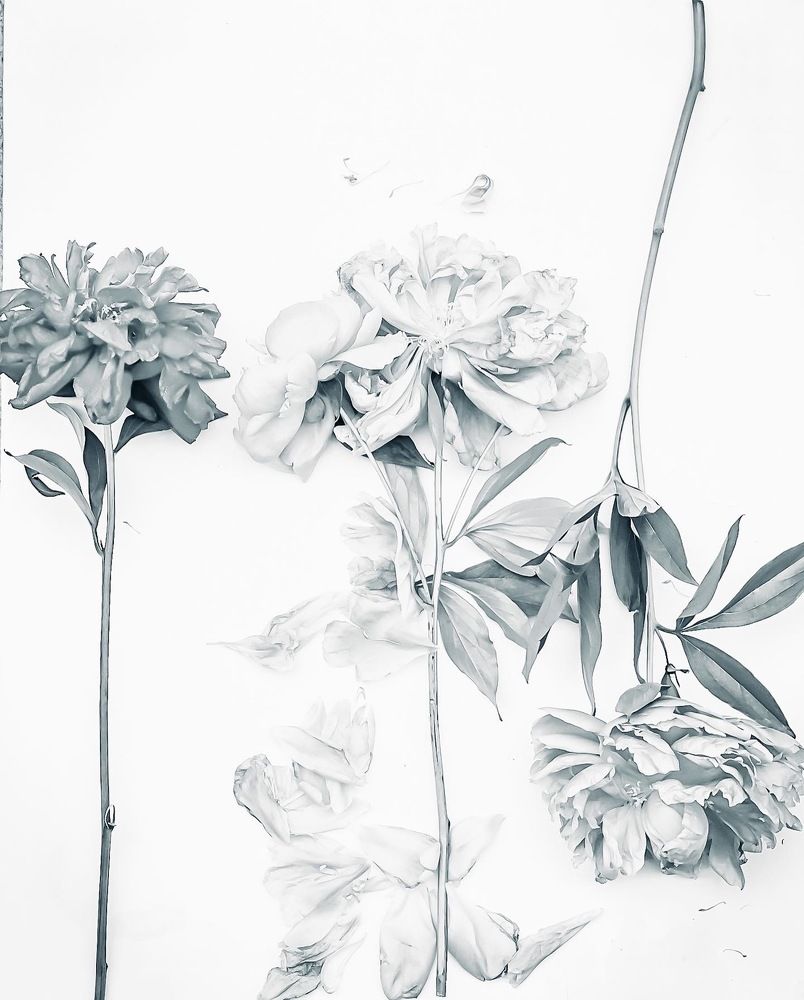 Photograph by Natalia Everatt