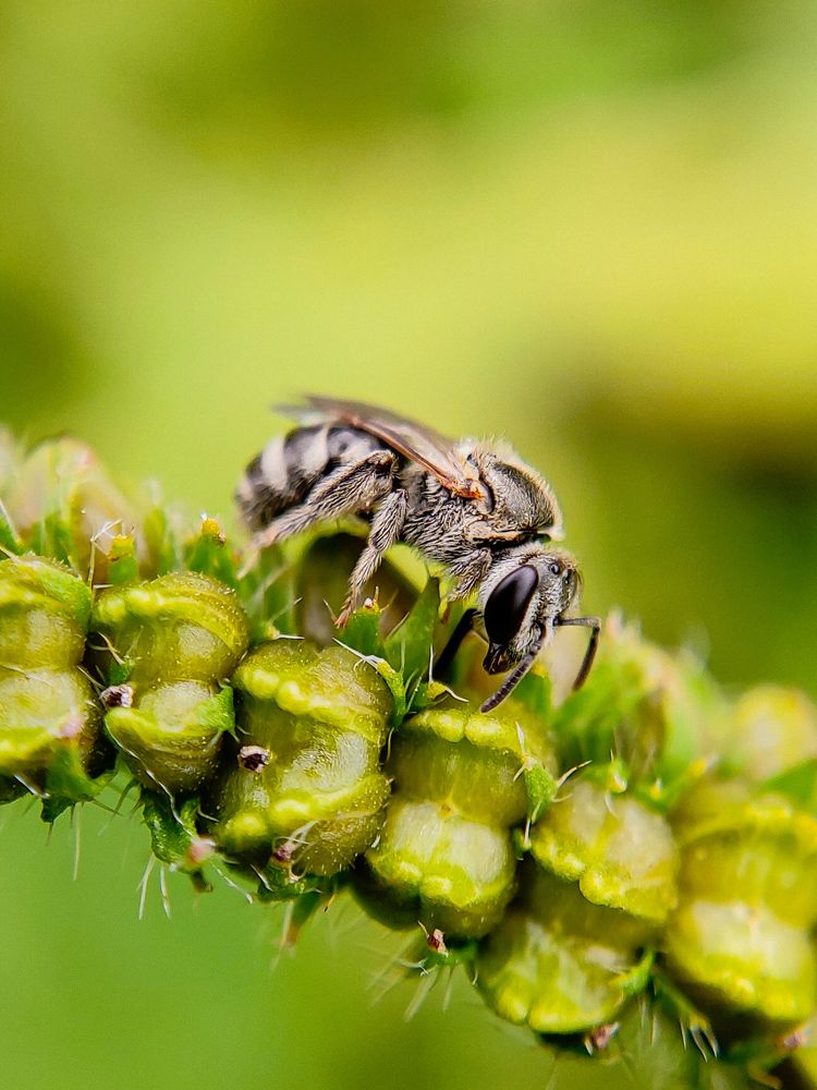 Resting of a sweat bee