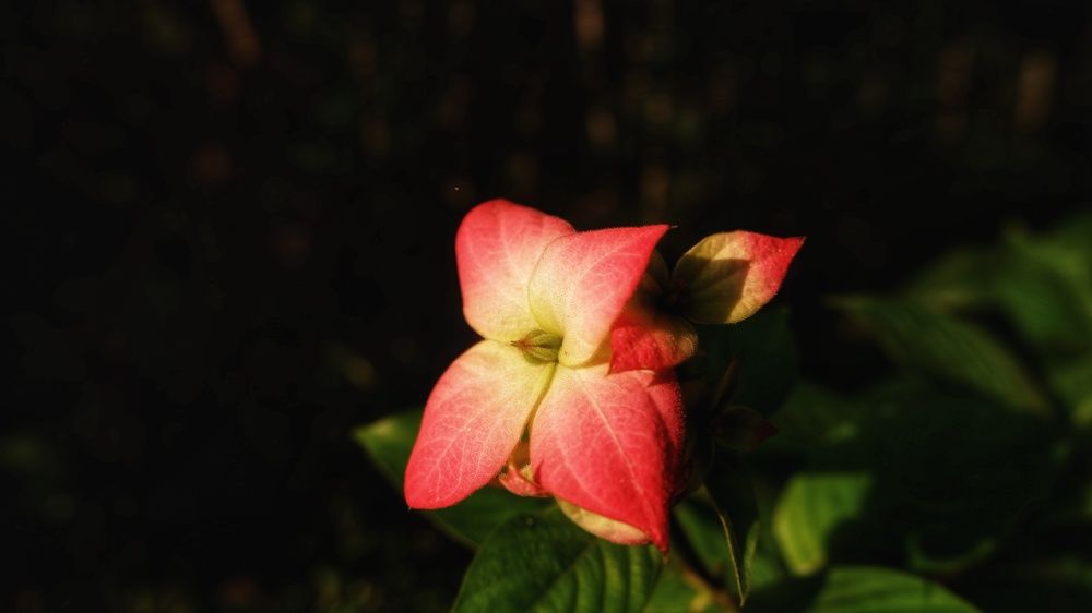 Photograph by Qi Mq