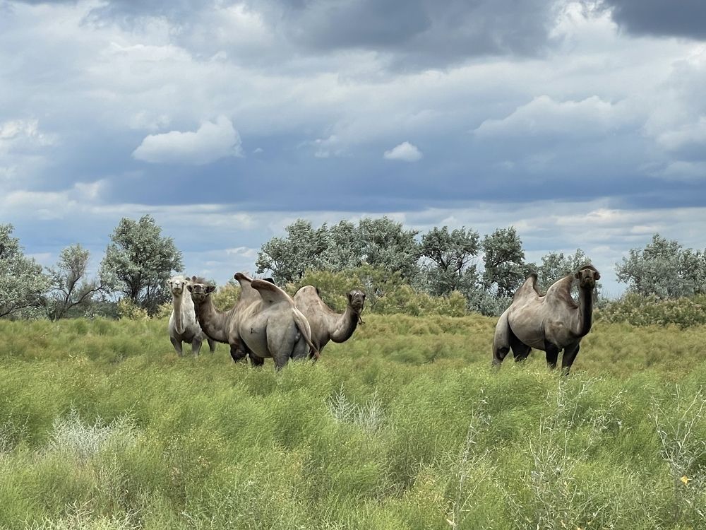 смотрите слон