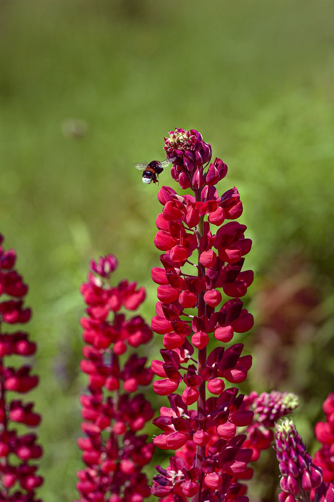 Photograph by Irina Nadolska