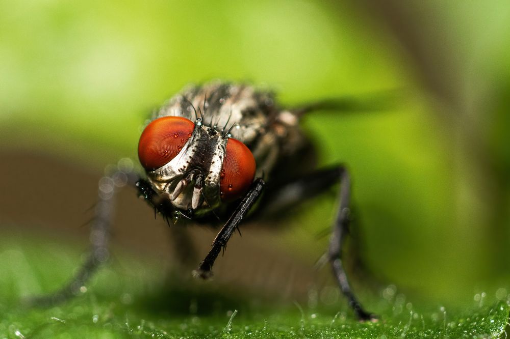 A garden fly posing
