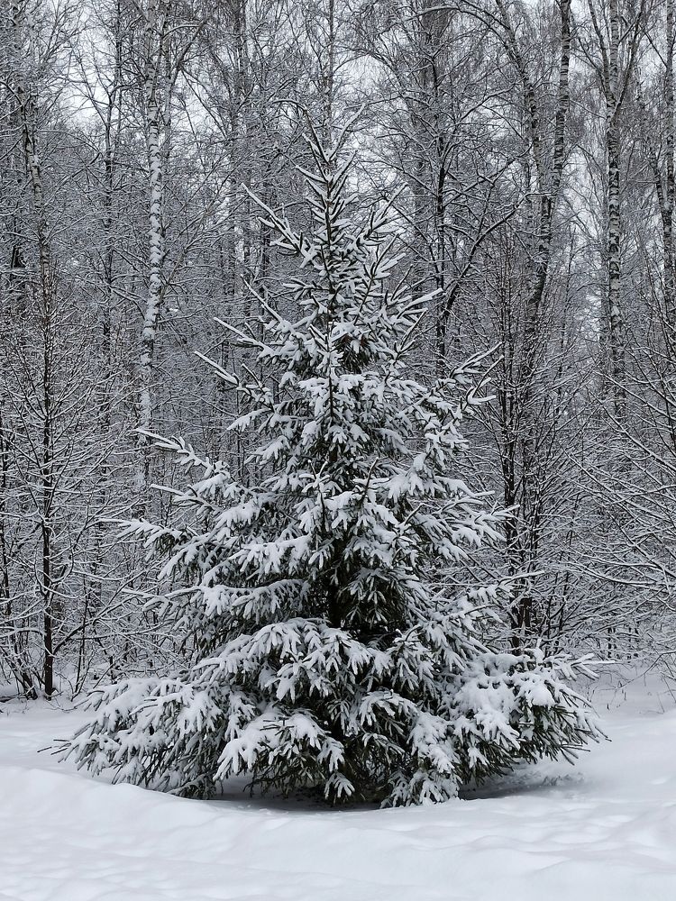 Photograph by Вера Родионова