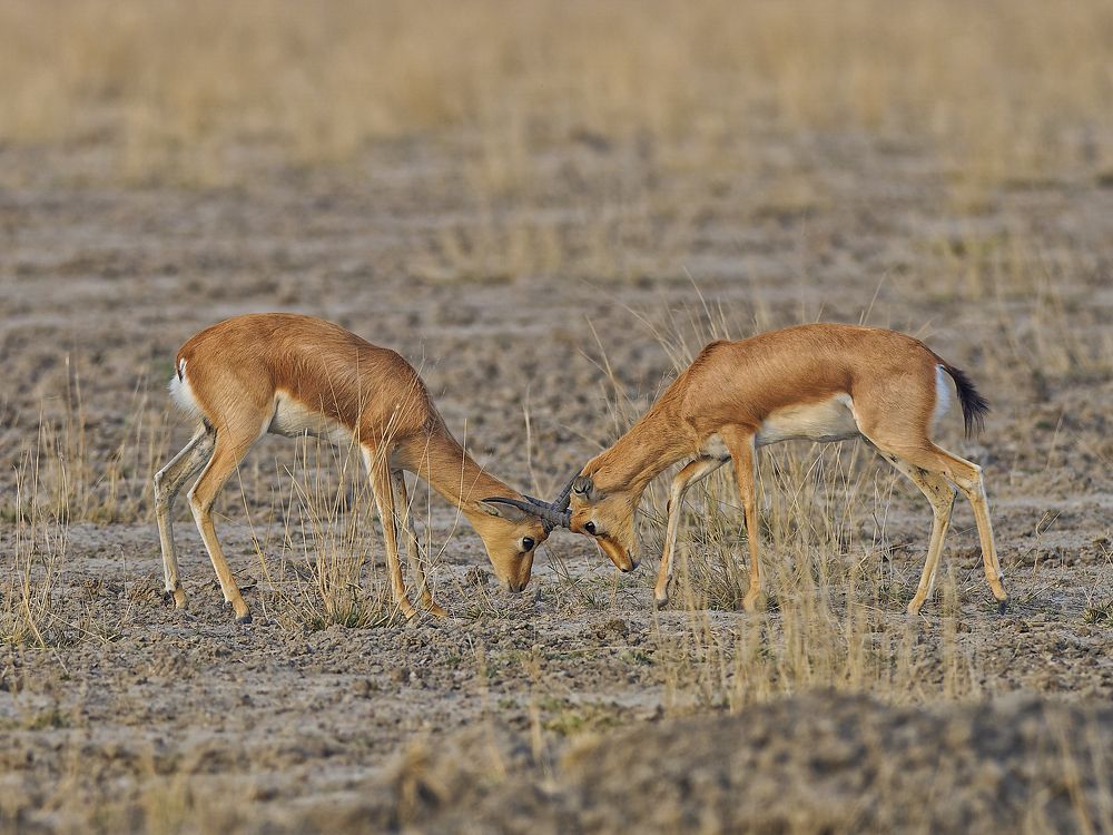 Photograph by RAJESH MAHAJAN