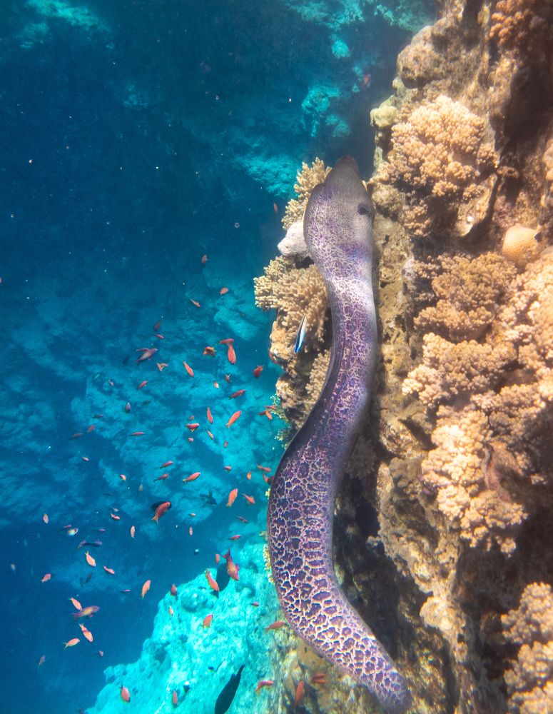 Muraena