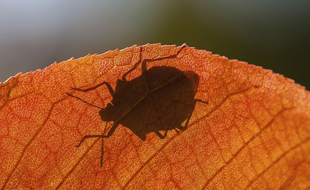 Фотография автора Andrey Pristyazhnyuk