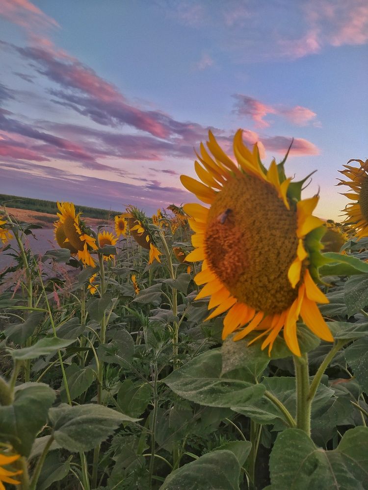 Photograph by Dragoslav Macanovic