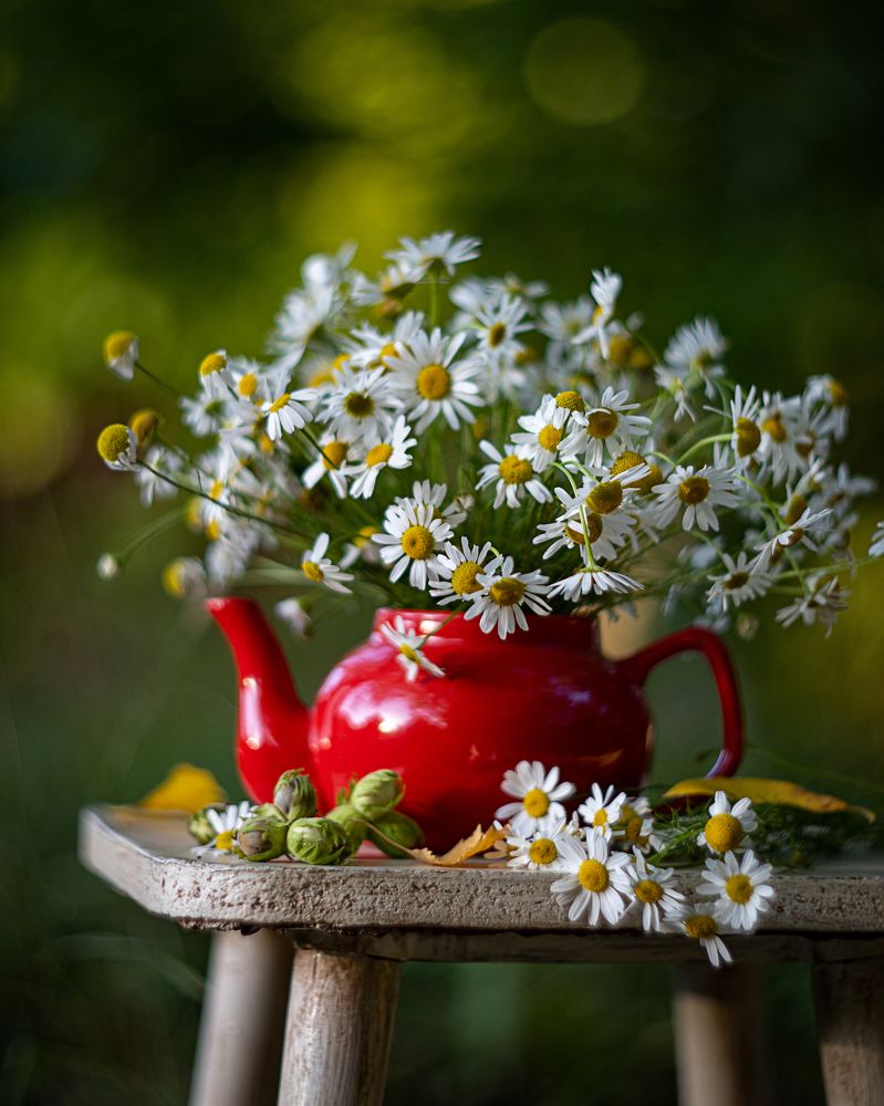 Фотография автора Александра Дейкун