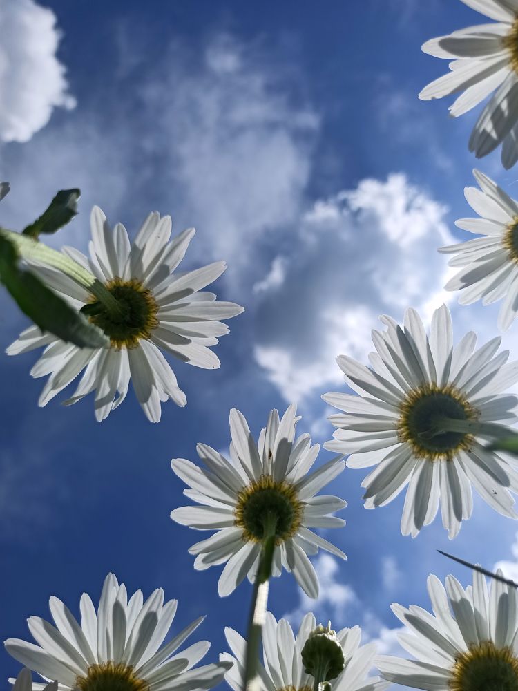 Photograph by Halina Mitsevich