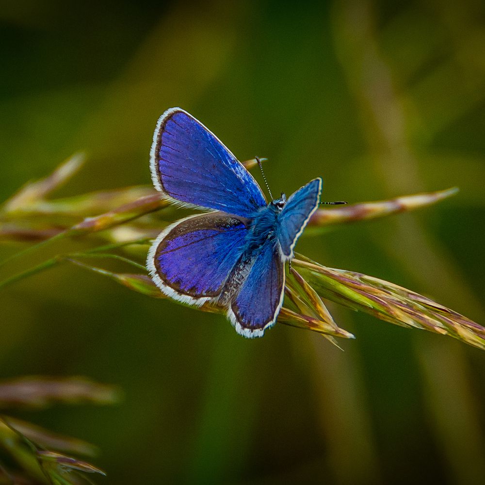 Photograph by Tony Douzenis