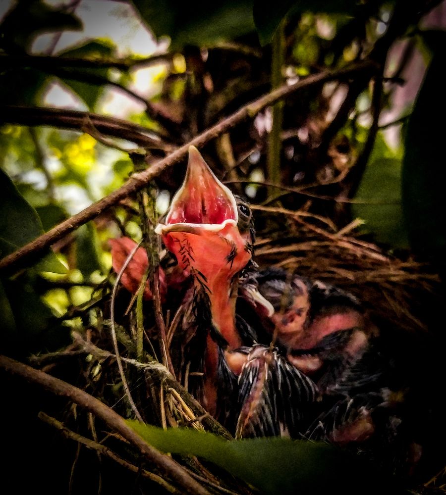 Photograph by Ruchira Priyanjith Siriwardhana