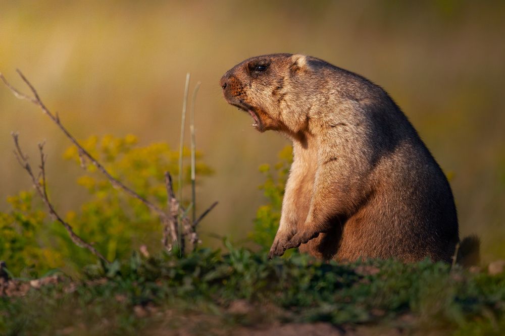 Photograph by Марат Кучкаев