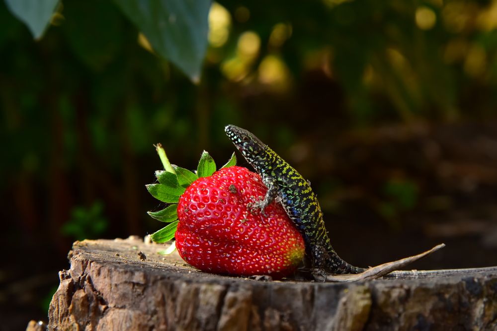 Photograph by Светлана Ивановна