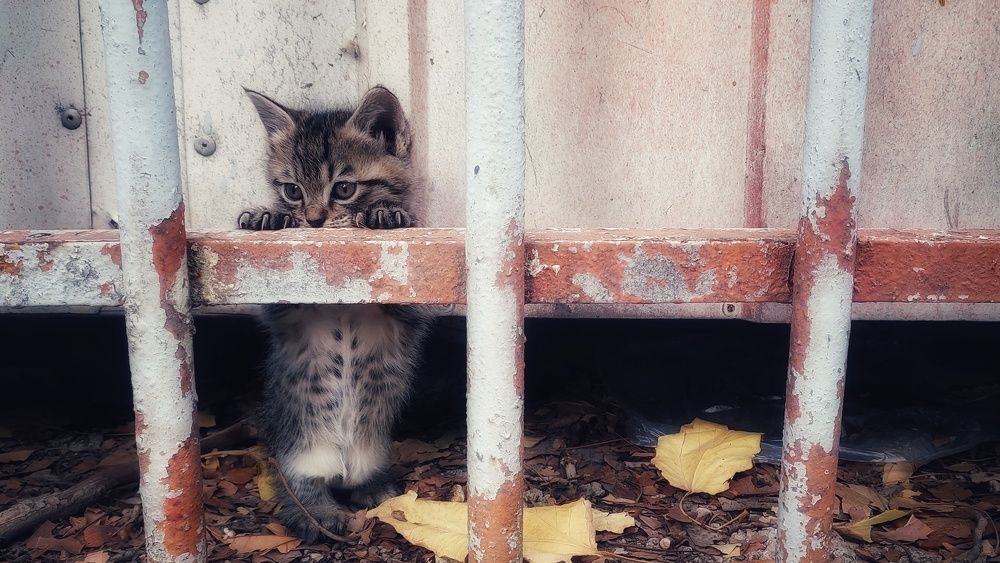 Фотография автора Mahdi Hosseini Kia
