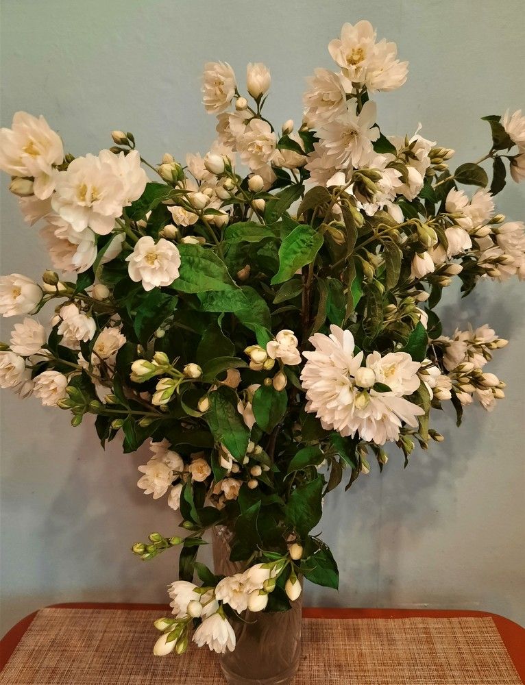 Фотография автора Елена Пикатова