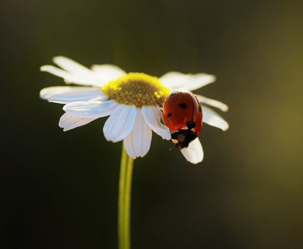 Photograph by Елена Чаплина