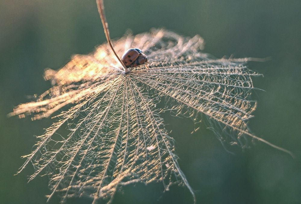 Photograph by Елена Чаплина