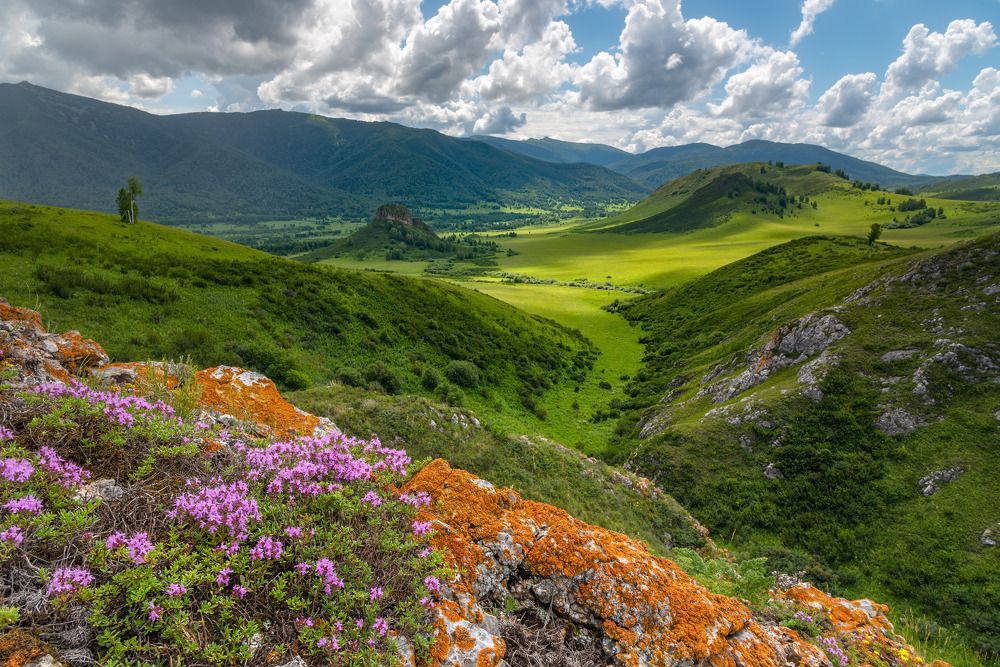 Душистые травы Тигирека