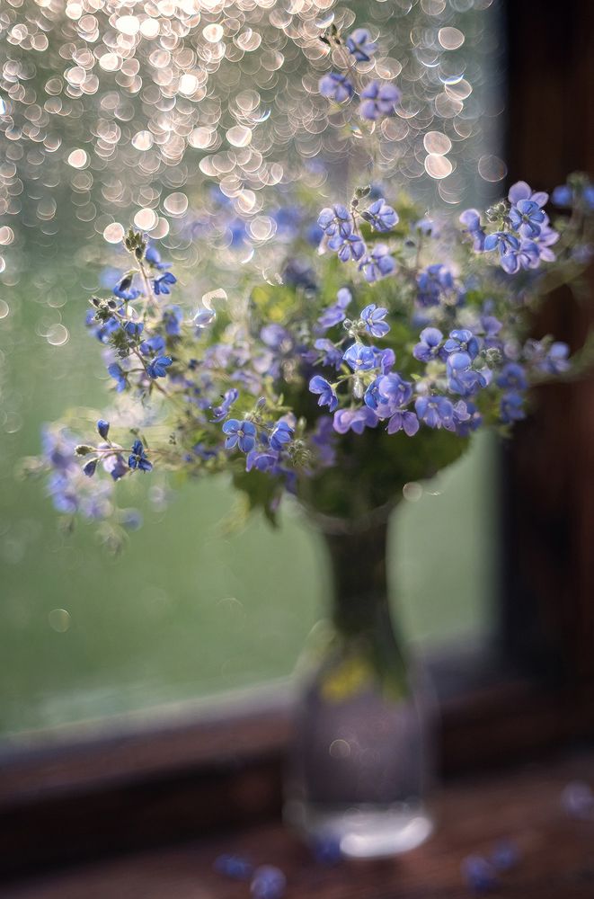 Вероника лесная