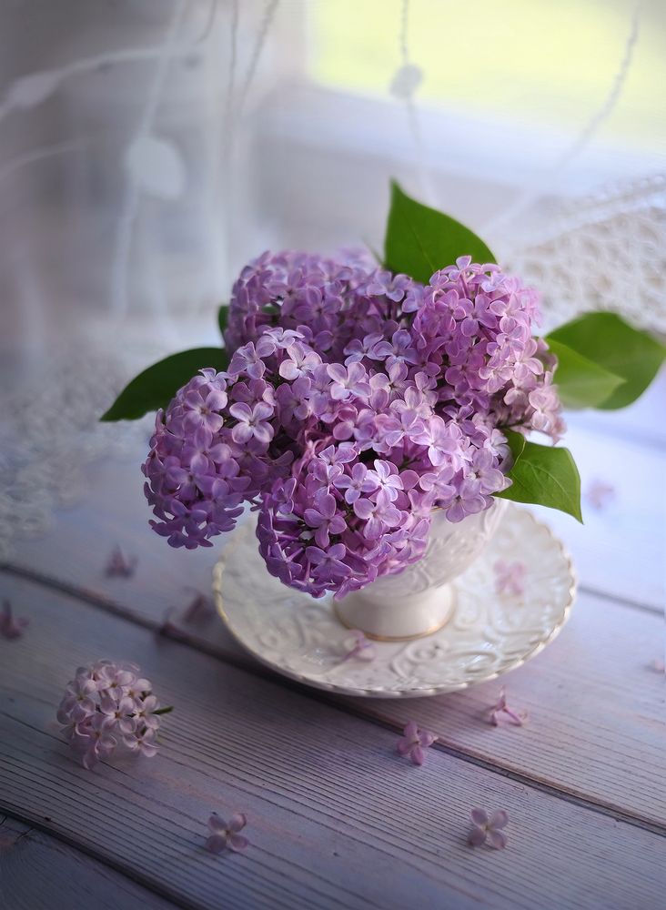 Photograph by Dana S.