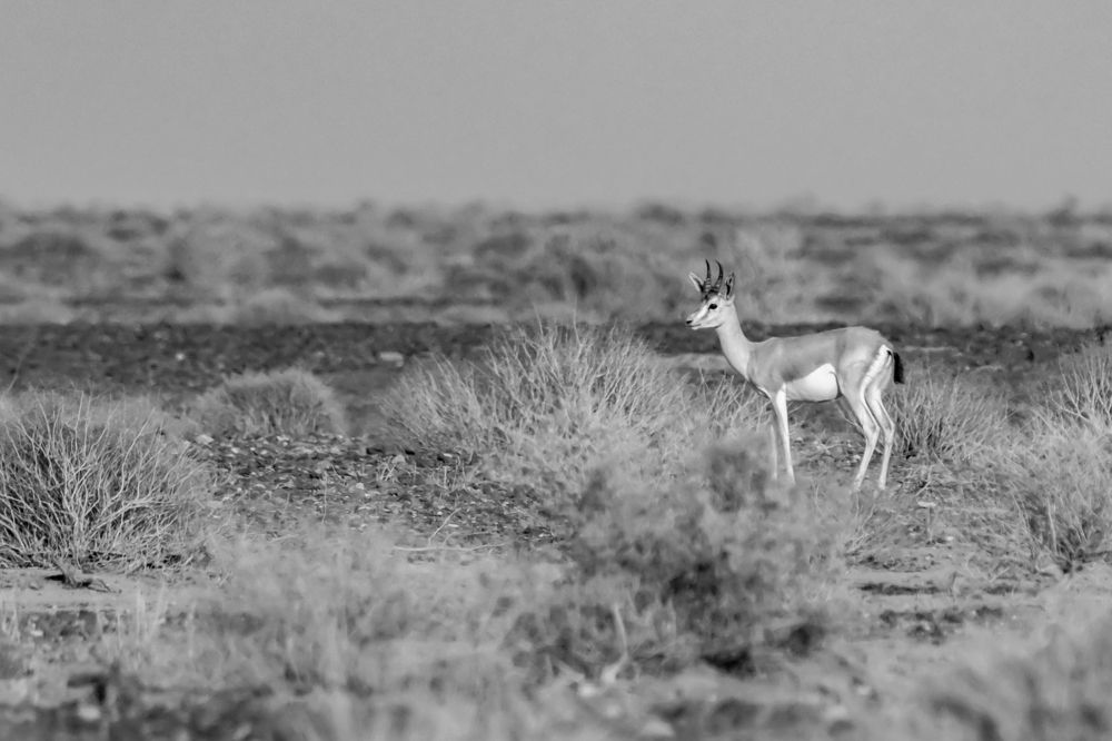 Photograph by Rasoul Mohammadi