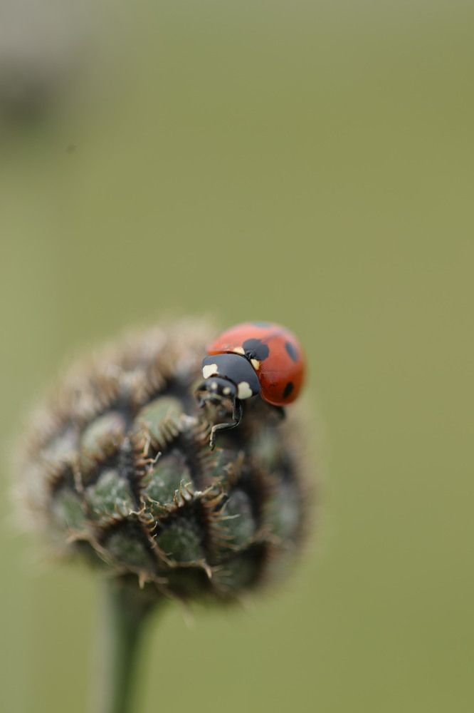 Photograph by Ольга Одаренко