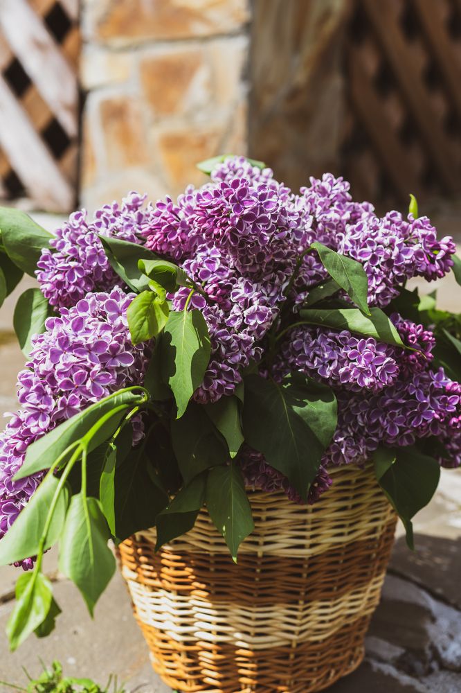 Фотография автора Василиса Новикова