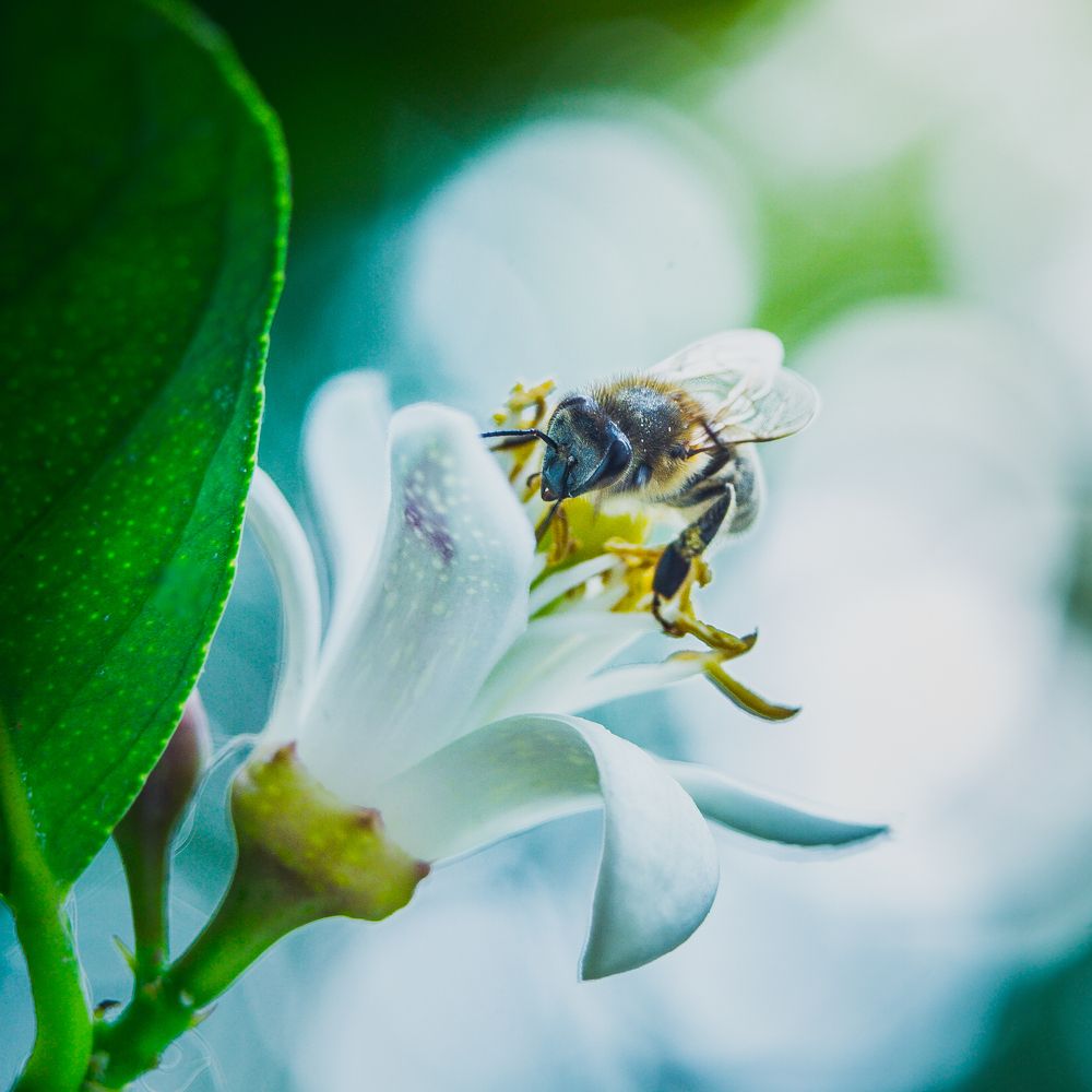 Honey bee gather nectar on flower on lemon tree