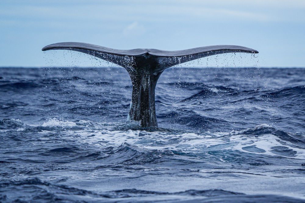 Фотография автора Jian Ma