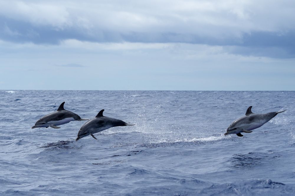 Фотография автора Jian Ma