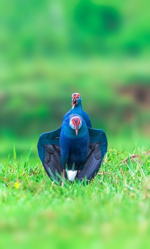 Photograph by Suman Poulick