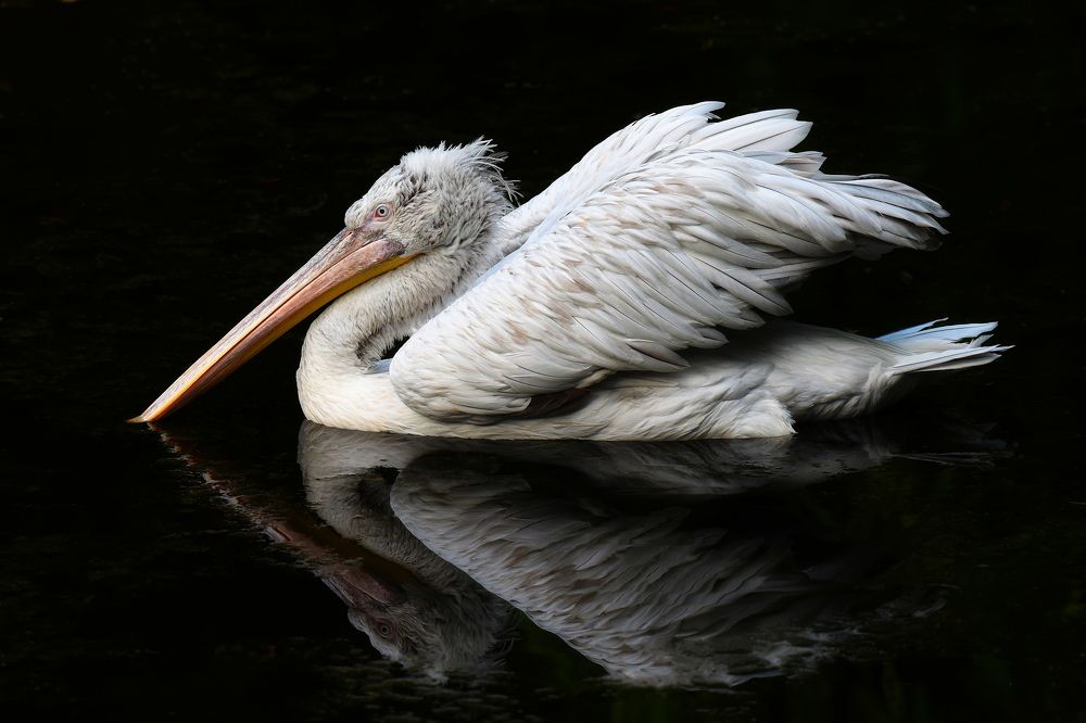 Dalmatian pelican (Pelecanus crispus) Кудрявый пеликан