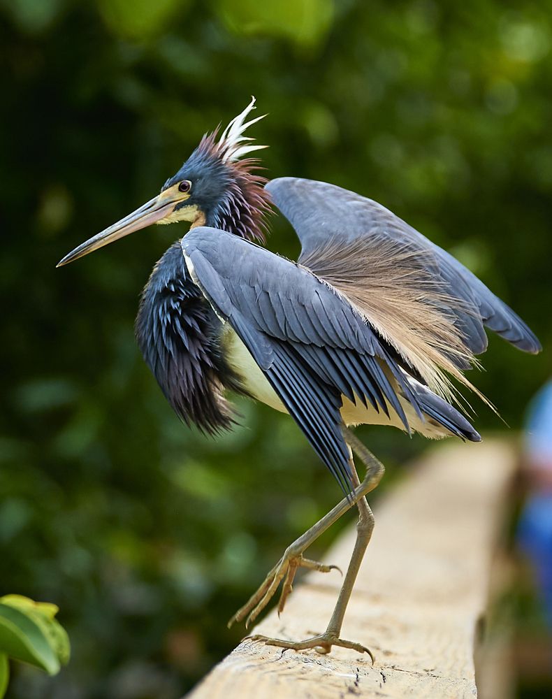 Tricolor Heron