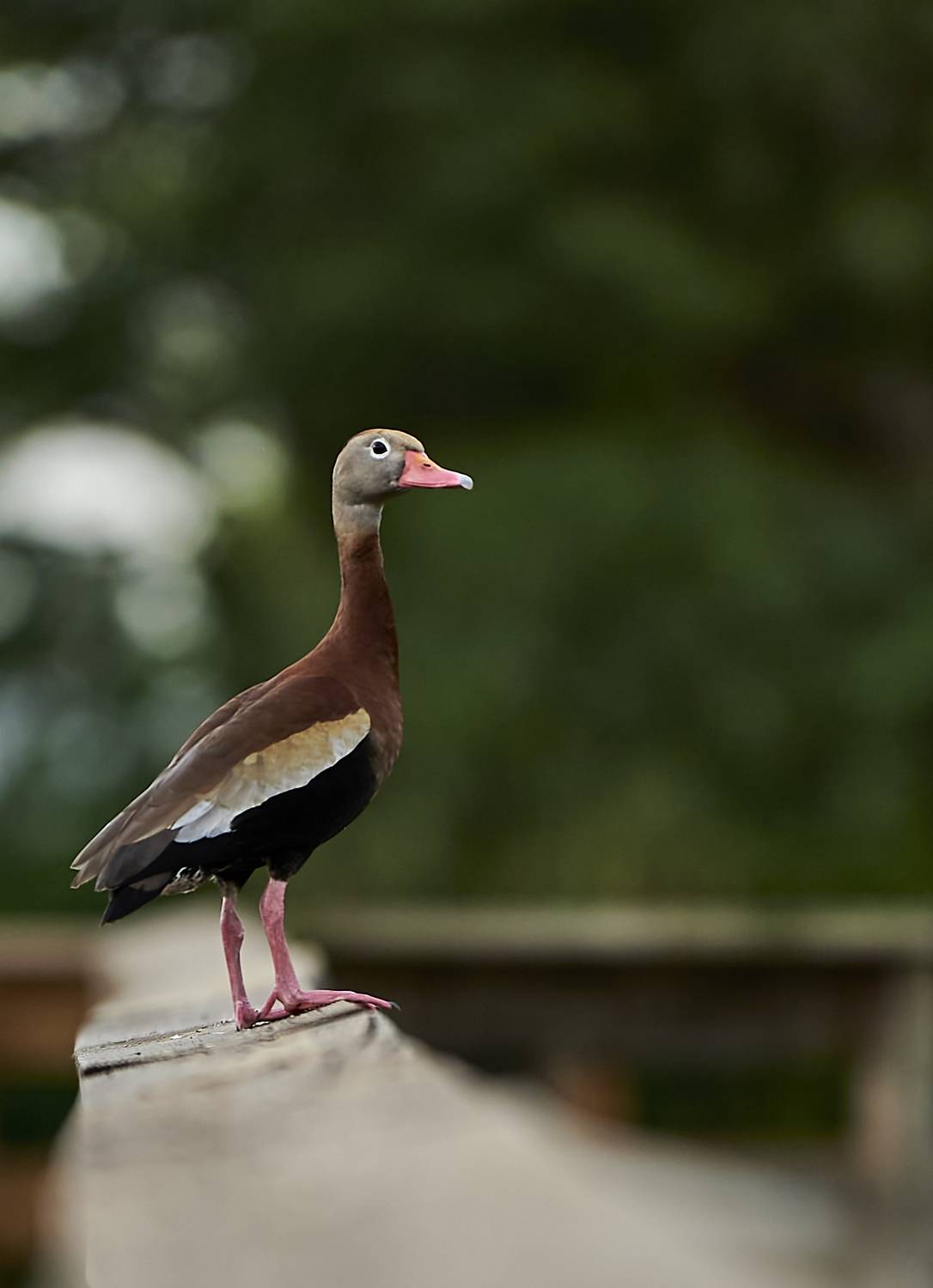 Black-bellied Whistling-ducks