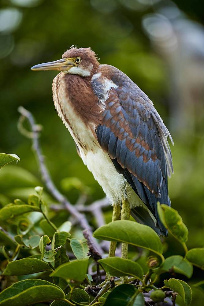 Tricolor Heron