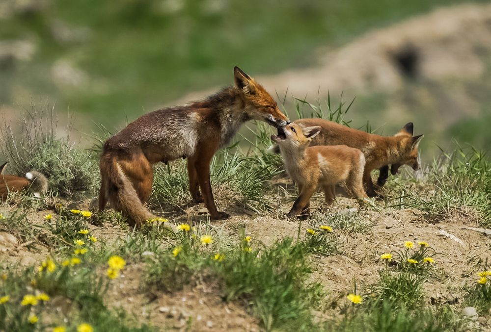 Лисья симейка.