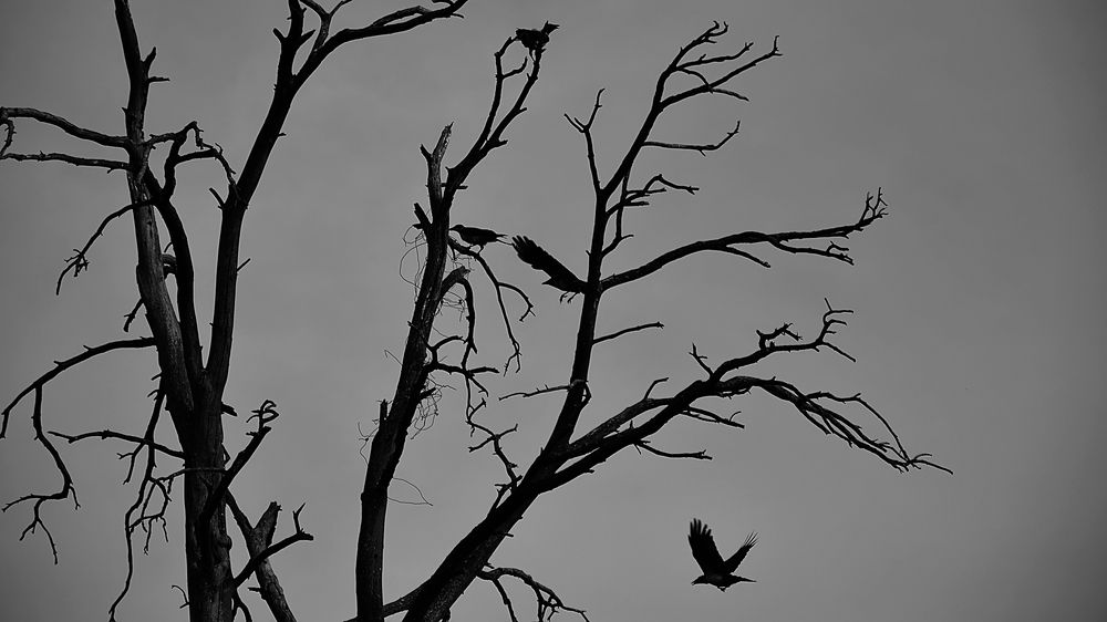 Photograph by Алексей Парамонов