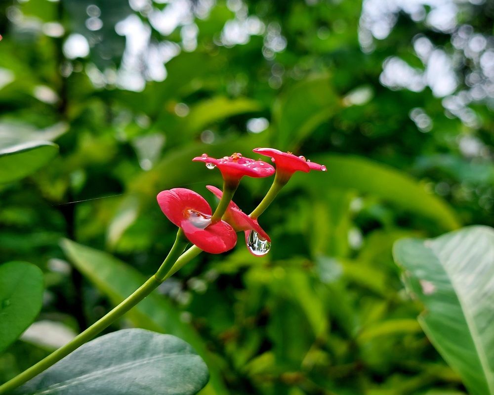 Drop of Hope