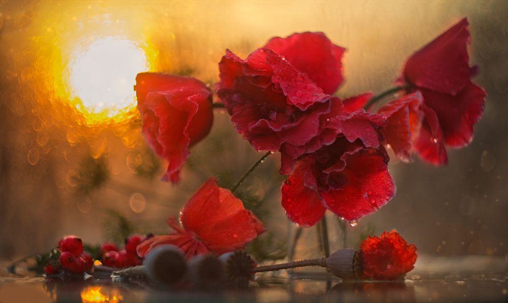 Маки на закате