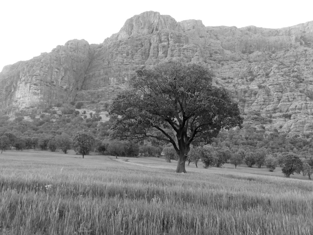 Photograph by Asma Rashidi