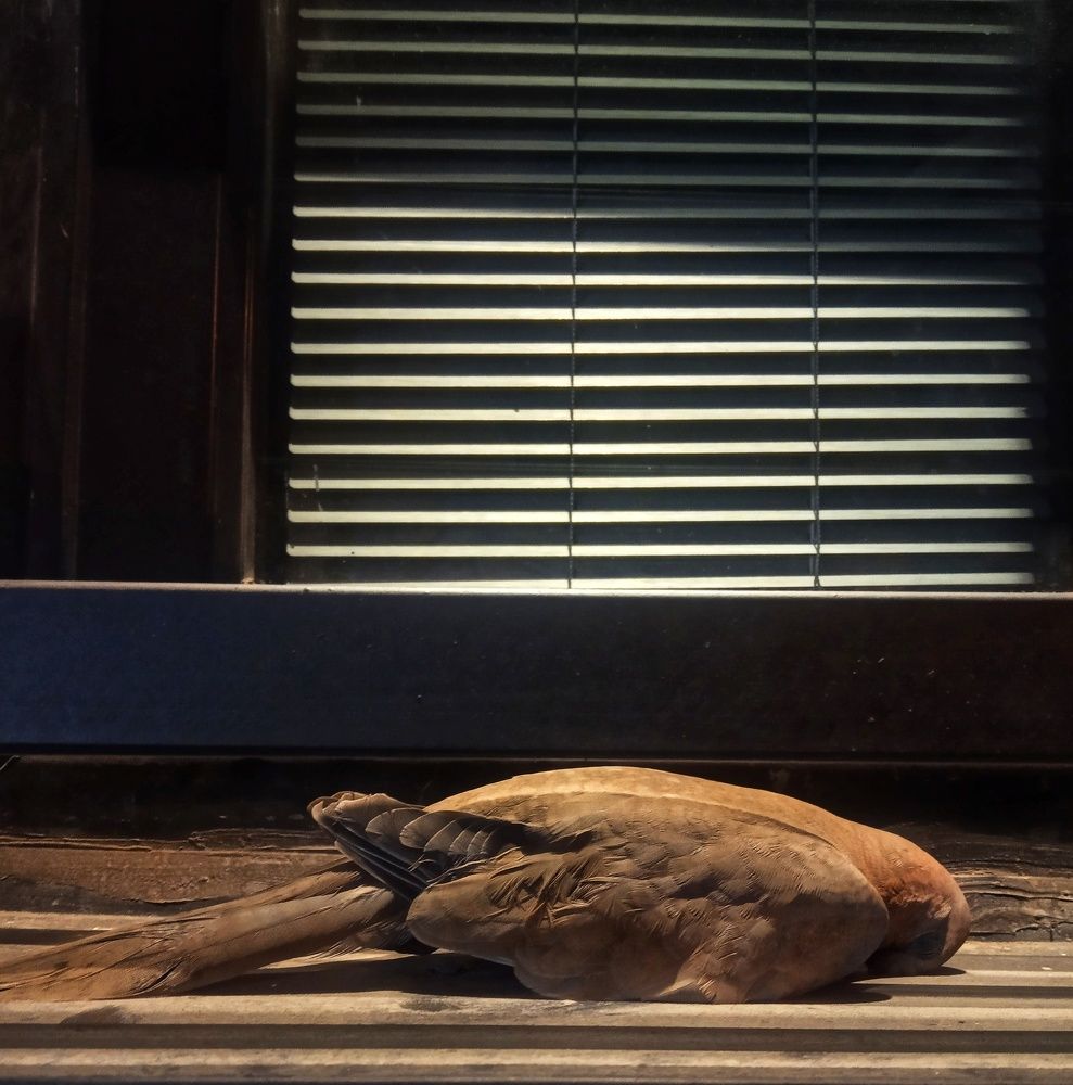 Photograph by Zeynab javadi