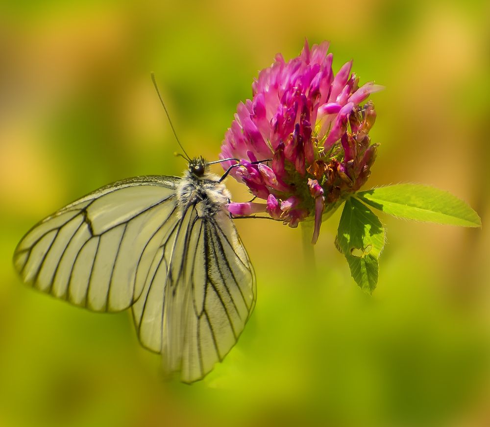 Вкусный нектар